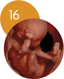 Ecografía 5D en la semana 16 de embarazo