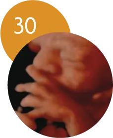 Ecografía 5D en la semana 30 de embarazo