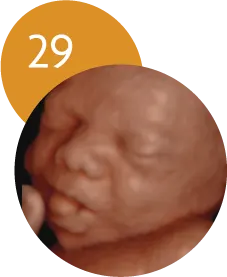 Ecografía 5D en la semana 29 de embarazo
