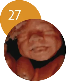 Ecografía 5D en la semana 27 de embarazo